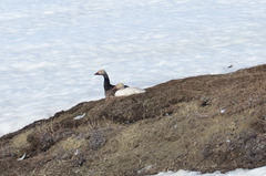 Anser caerulescens caerulescens