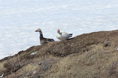 Anser caerulescens caerulescens