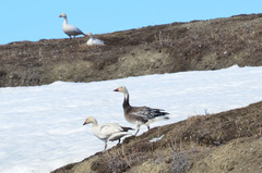 Anser caerulescens caerulescens