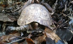 Rhinoclemmys rubida rubida