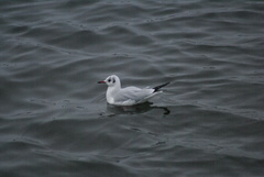 Chroicocephalus ridibundus