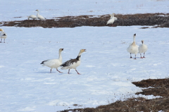 Anser caerulescens caerulescens