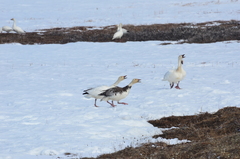 Anser caerulescens caerulescens