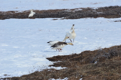 Anser caerulescens caerulescens