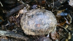 Rhinoclemmys rubida rubida