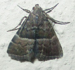 Eublemma bolinia