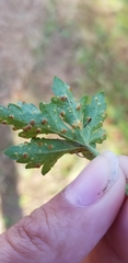 Puccinia modiolae