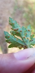 Puccinia modiolae