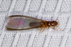 Incisitermes fruticavus
