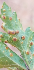 Puccinia modiolae