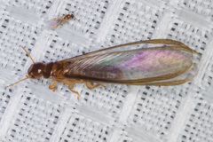 Incisitermes fruticavus