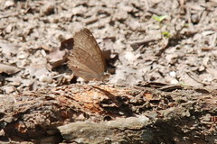 Junonia atlites atlites