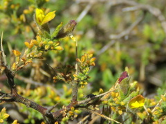 Melolobium microphyllum