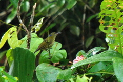 Kurochkinegramma hypogrammicum