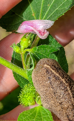 Leidyula floridana image