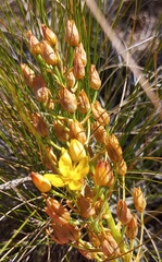 Ornithogalum dubium