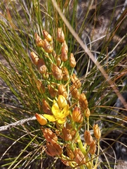 Ornithogalum dubium