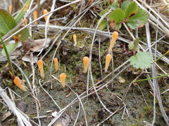 Multiclavula vernalis