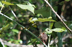 Aegithina viridissima