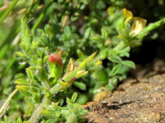 Melolobium microphyllum