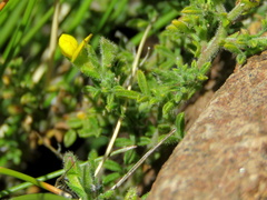 Melolobium microphyllum