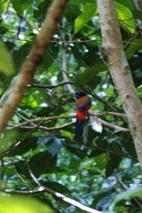 Harpactes duvaucelii