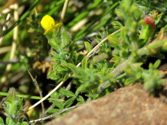 Melolobium microphyllum