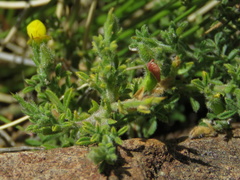 Melolobium microphyllum