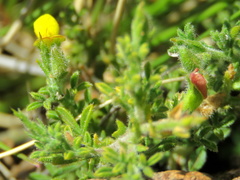 Melolobium microphyllum