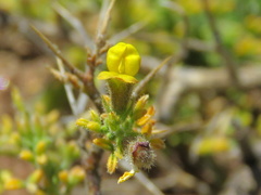 Melolobium microphyllum