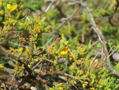 Melolobium microphyllum