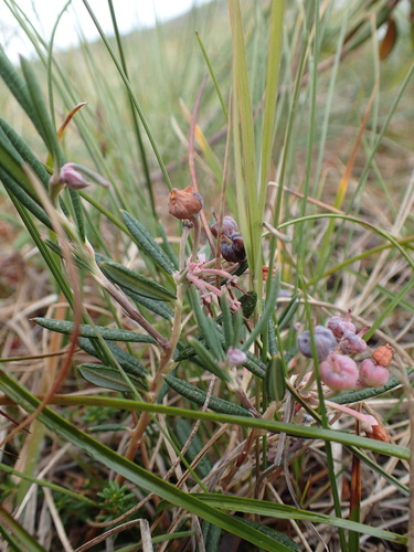 bog rosemary (Andromeda polifolia var. polifolia)