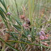 Bog Rosemary - Photo (c) Marie-Ève Garon-Labrecque, some rights reserved (CC BY-NC-ND)