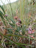Bog Rosemary - Photo (c) Marie-Ève Garon-Labrecque, some rights reserved (CC BY-NC-ND), uploaded by Marie-Ève Garon-Labrecque