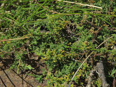 Melolobium microphyllum