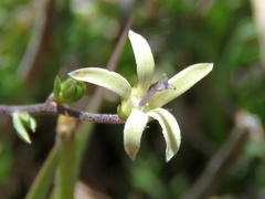 Wahlenbergia albens