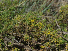 Melolobium microphyllum