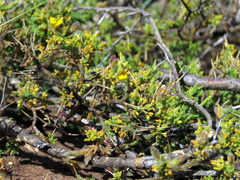 Melolobium microphyllum