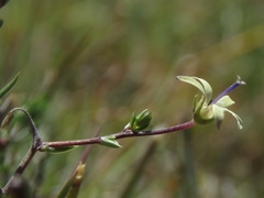 Wahlenbergia albens