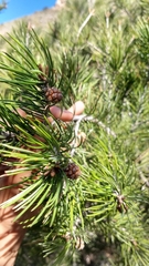 Pinus remota