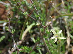 Wahlenbergia albens