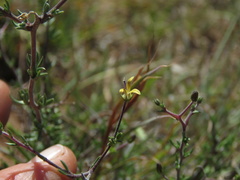 Wahlenbergia albens