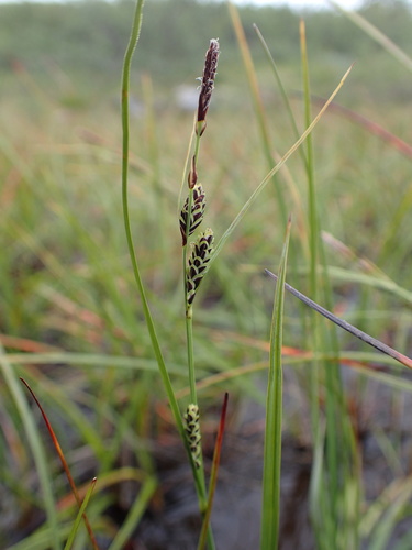 Carex X limula