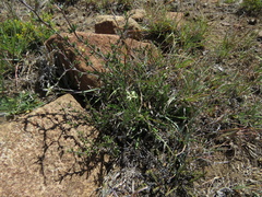 Wahlenbergia albens