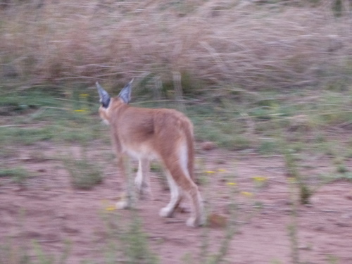 Caracal caracal