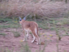Caracal caracal