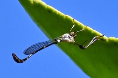 Leptopteromyia americana
