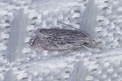 Helcystogramma chambersella