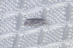 Helcystogramma chambersella
