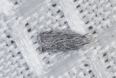 Helcystogramma chambersella